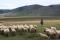 Veterinarska stanica Fojnica izdala upozorenje za vlasnike stada ovaca
